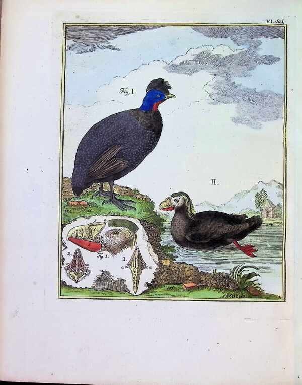 Peter Simon Pallas ( P. S. Pallas ) , Pieter Boddaert ( P. Boddaert ) - Dierkundig mengelwerk, in het welke de nieuwe of nog duistere zoorten van dieren door naauwkeurige afbeeldingen, beschryvingen en verhandelingen opgehelderd worden