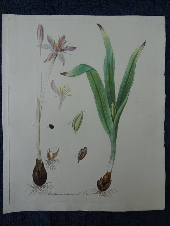 Kops, Jan, H.C. van Hall a.o.. - Flora Batava. Volume I-XXVI (no. 1-421) and no. 426-429.