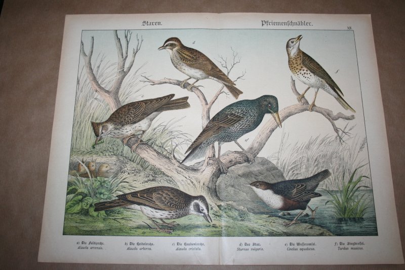  - Antieke kleurenlithografie - Vogels - Spreeuwen Leeuwerik e.d.