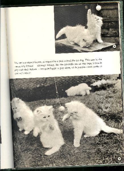 Jowett, Peter - Introducing Kittens
