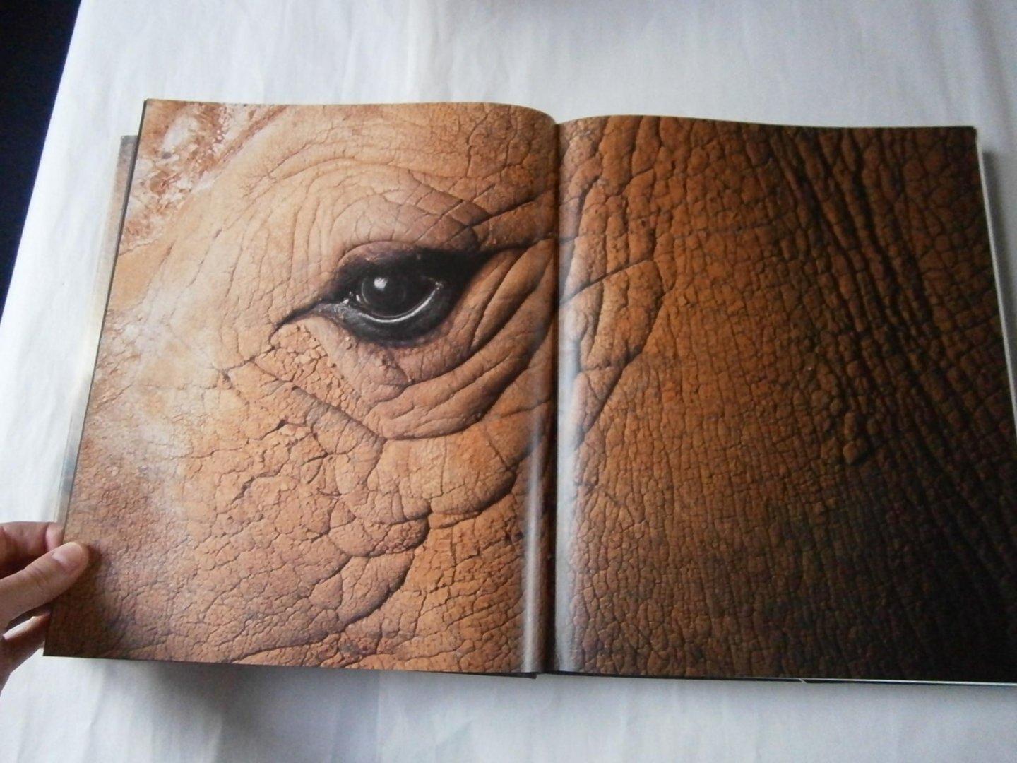 Lanting, Frans, Christine Eckstrom - Oog in oog