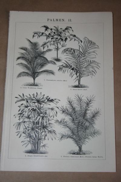  - 2 oude prenten - Palmen - circa 1900