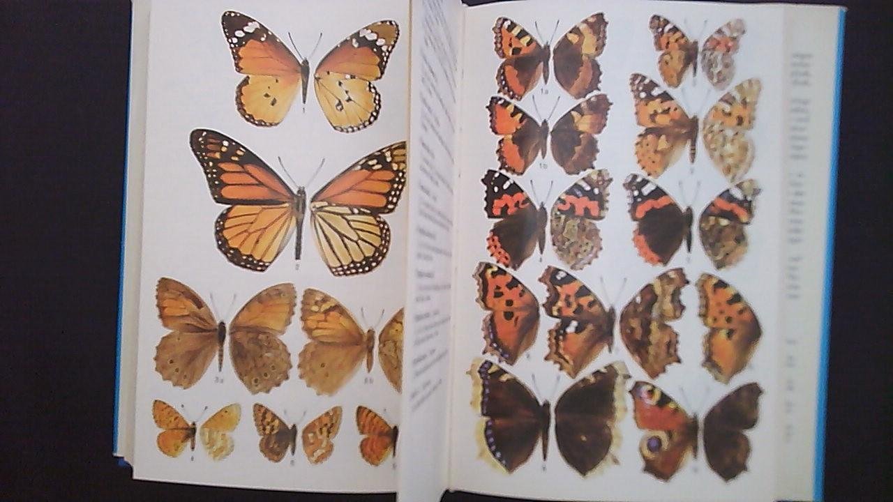 Higgins, Lionel G./ Riley - Die Tagfalter Europas und Nordwestafrikas - Ein Taschenbuch für Biologen und Naturfreunde. 1145 Abbildungen im Text und auf Tafeln, davon 760 farbig nach Zeichnungen