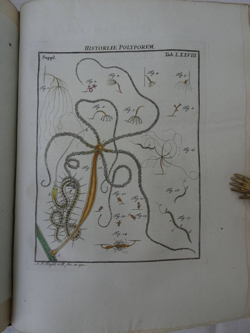 Rösel von Rosenhof, August Johan and C.FC. Kleemann. - De natuurlyke historie der insecten. Voorzien met naar `t Leven getekende en gekoleurde Plaaten. Volgens eigen ondervindling beschreeven, door de Heer August Johann Rösel, van Rosenhof, Miniatuur-Schilder. Met zeer nutte en fraaie Aanmerkingen...