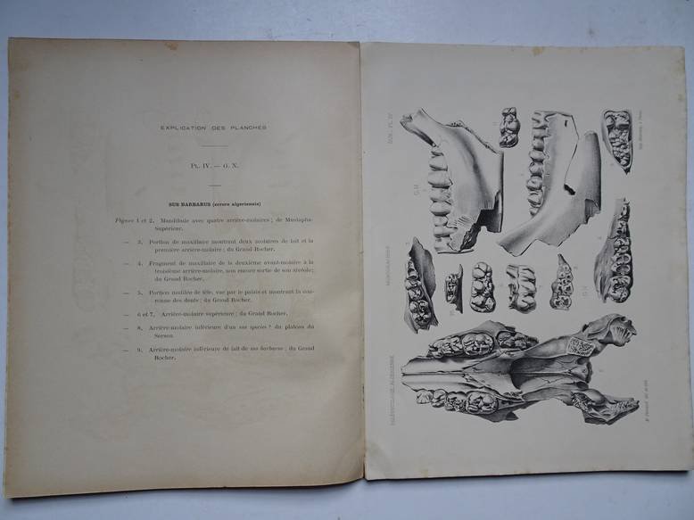 Pomel, A.. - Paléontologie monographies/ les suilliens, porciens; carte géologique de l'Algérie.