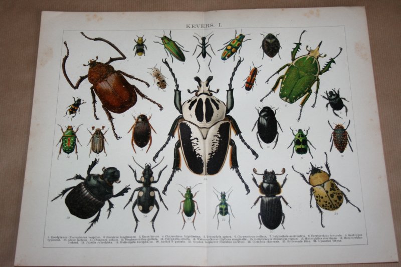  - 2 antieke kleuren lithografieën - Kevers   - circa 1905