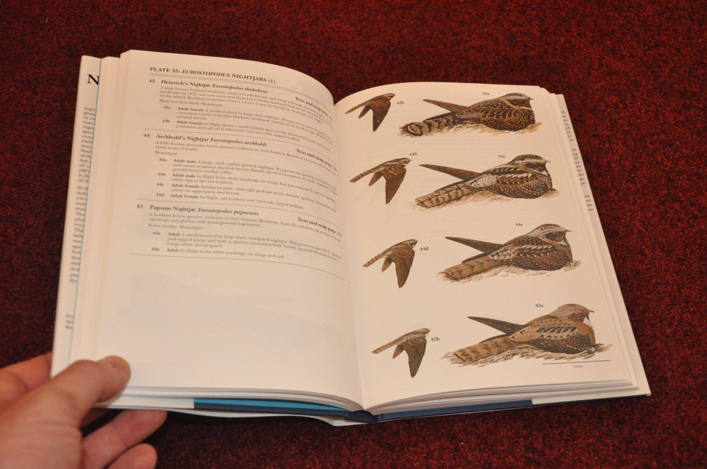 Cleere, Nigel / Nurney, Dave - Nightjars. A guide to Nightjars and Related Nightbirds