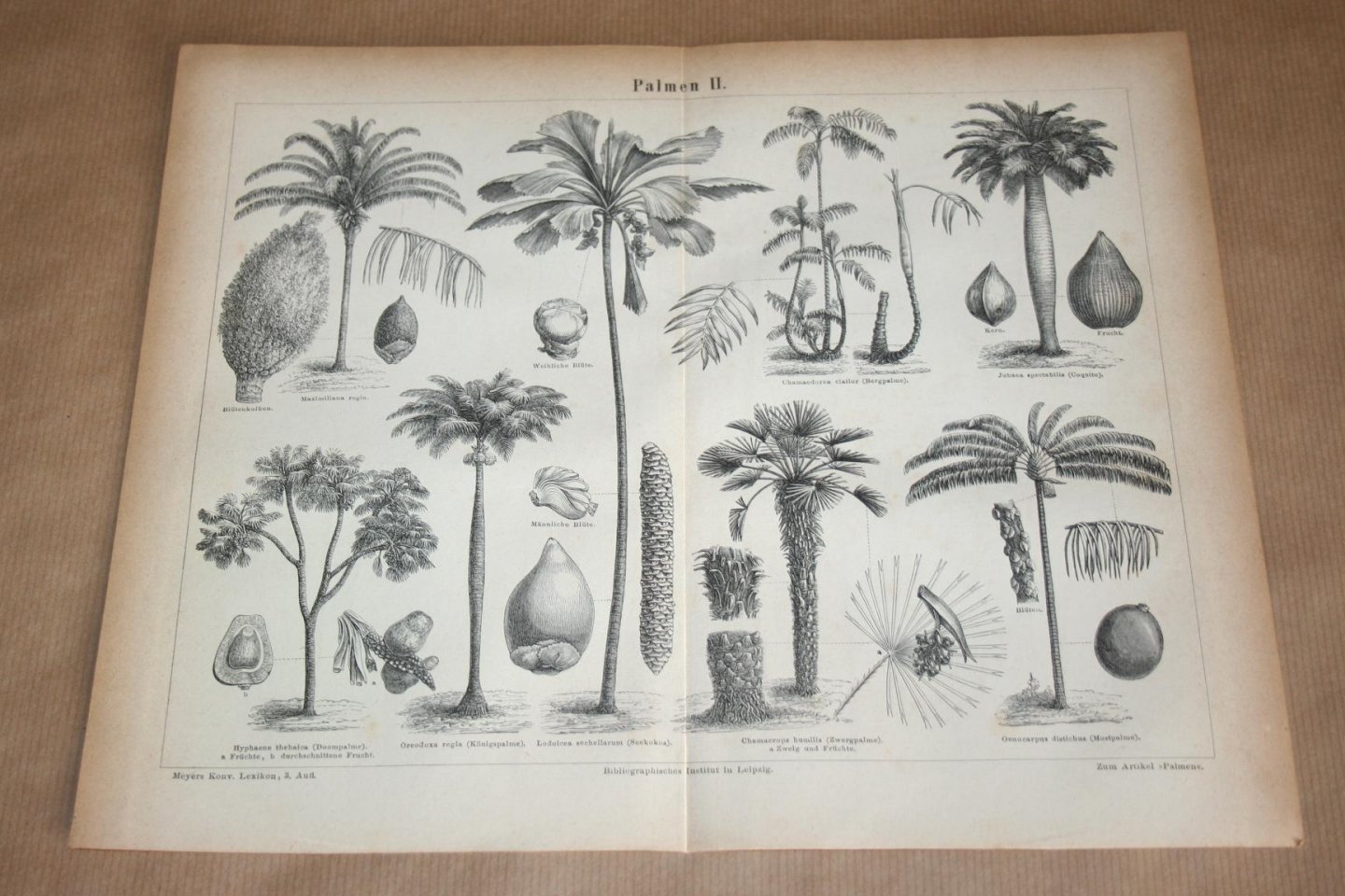  - 2 antieke prenten - Diverse soorten palmen  - Circa 1875