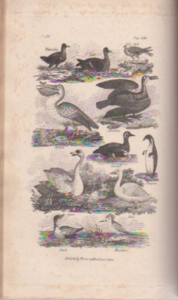Pilkington, Mrs. - Goldsmith's Natural History, abridged for the use of schools