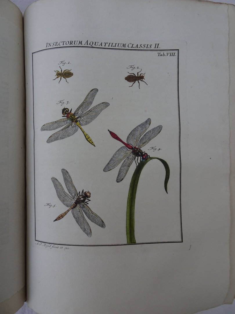 Rösel von Rosenhof, August Johan and C.FC. Kleemann. - De natuurlyke historie der insecten. Voorzien met naar `t Leven getekende en gekoleurde Plaaten. Volgens eigen ondervindling beschreeven, door de Heer August Johann Rösel, van Rosenhof, Miniatuur-Schilder. Met zeer nutte en fraaie Aanmerkingen...