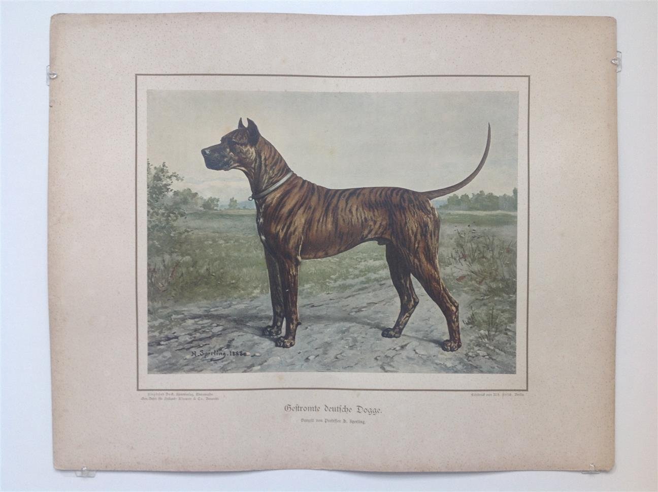 H. Sperling - lithograaf : Wilhelm Greve - (DECORATIEVE PRENT,  LITHO - DECORATIVE PRINT, LITHOGRAPH -) Rashond - Gevlekte grote deense hond / Brindle Great Dane Dog