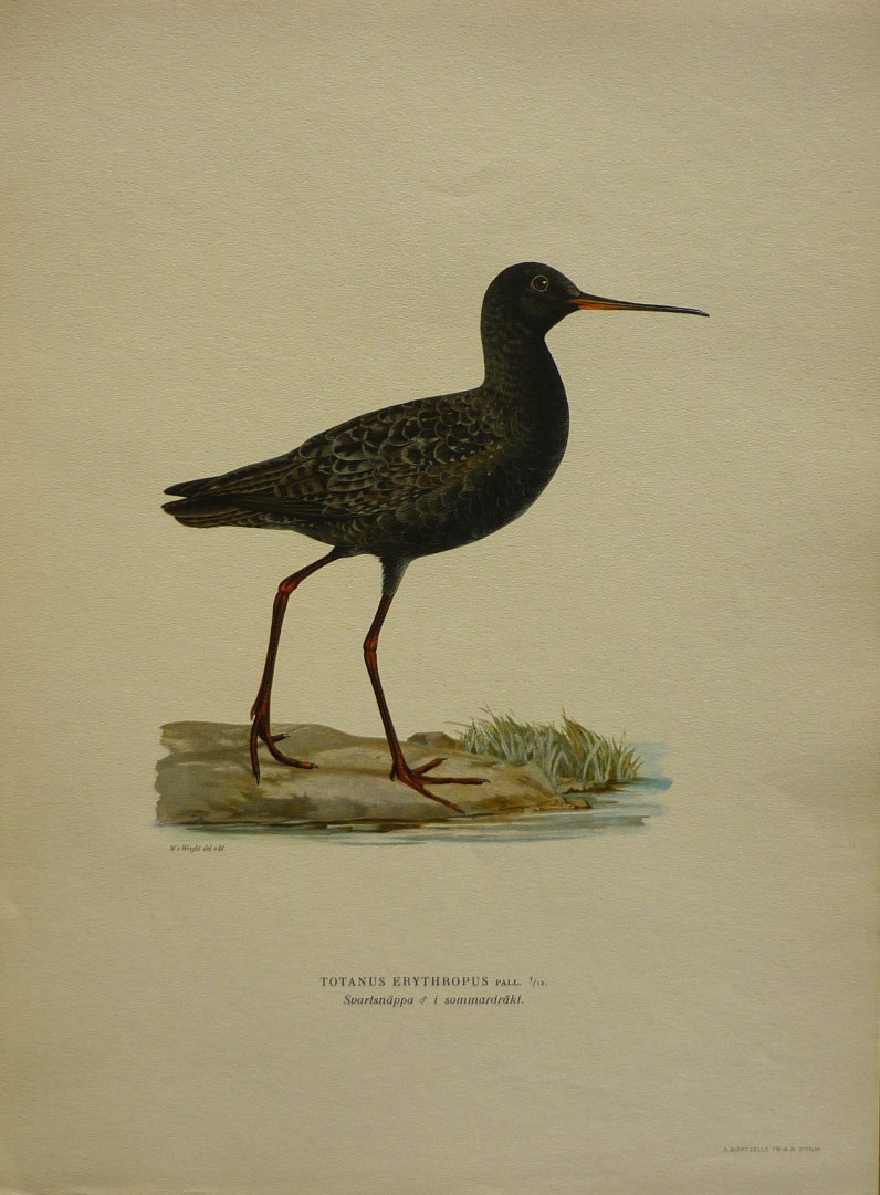 Wright, M. W. und F. von - Totanus Erythropus Pall. Originele litho uit Svenska fåglar