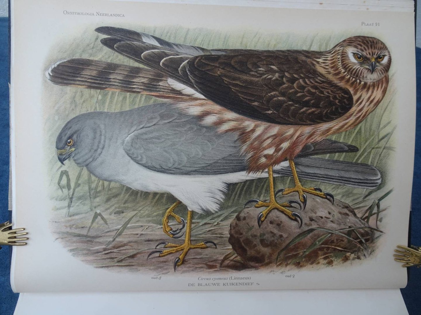 Oort, E.D. van. - Ornithologia Neerlandica. De vogels van Nederland.