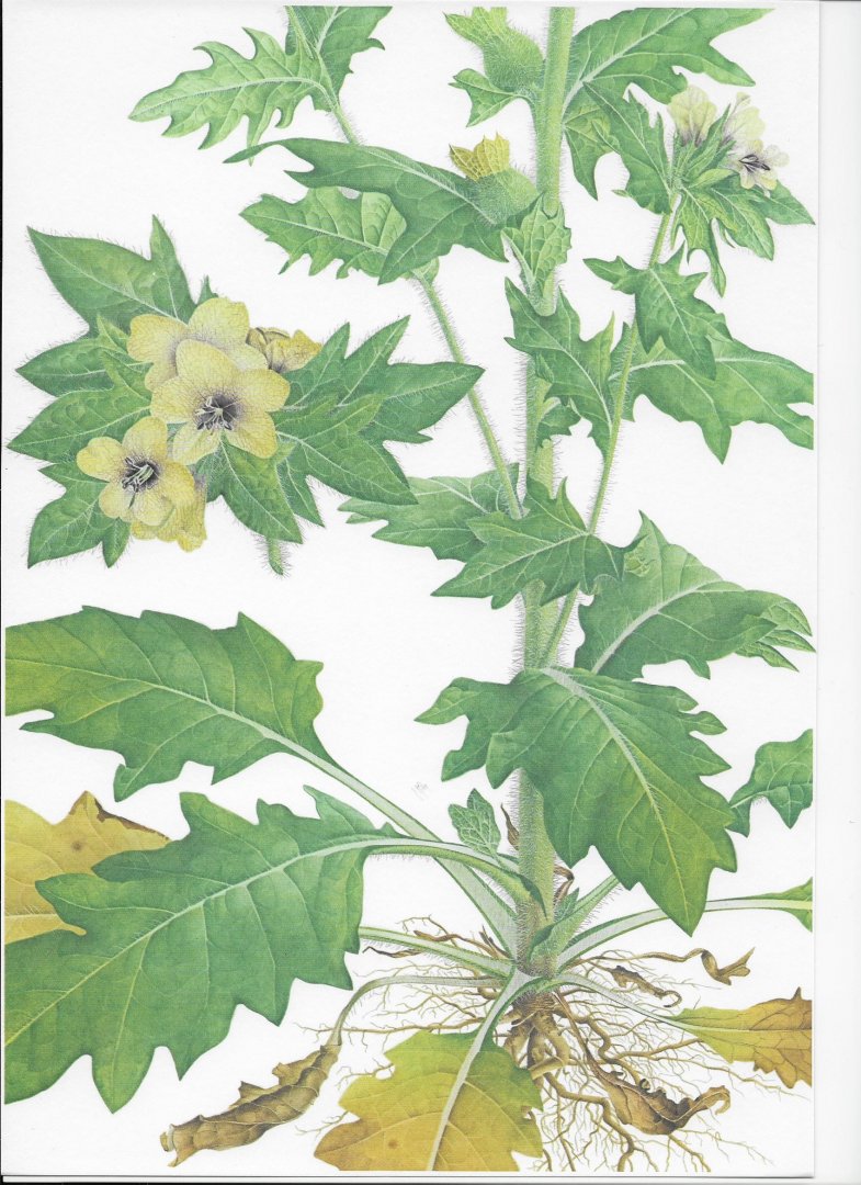 Häfliger, Ernst en Josef Brun-Hool - Weed Tables. Wild Flora in Agricultural Crops
