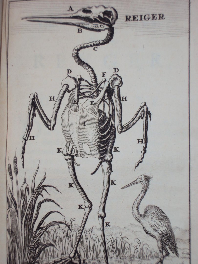 Cornelius van Dyk - Osteologia of nauwkeurige geraamt beschryving van verscheyde dieren