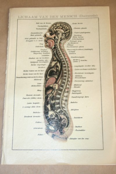  - Antieke kleuren lithografie - Anatomie menselijk lichaam - circa 1905