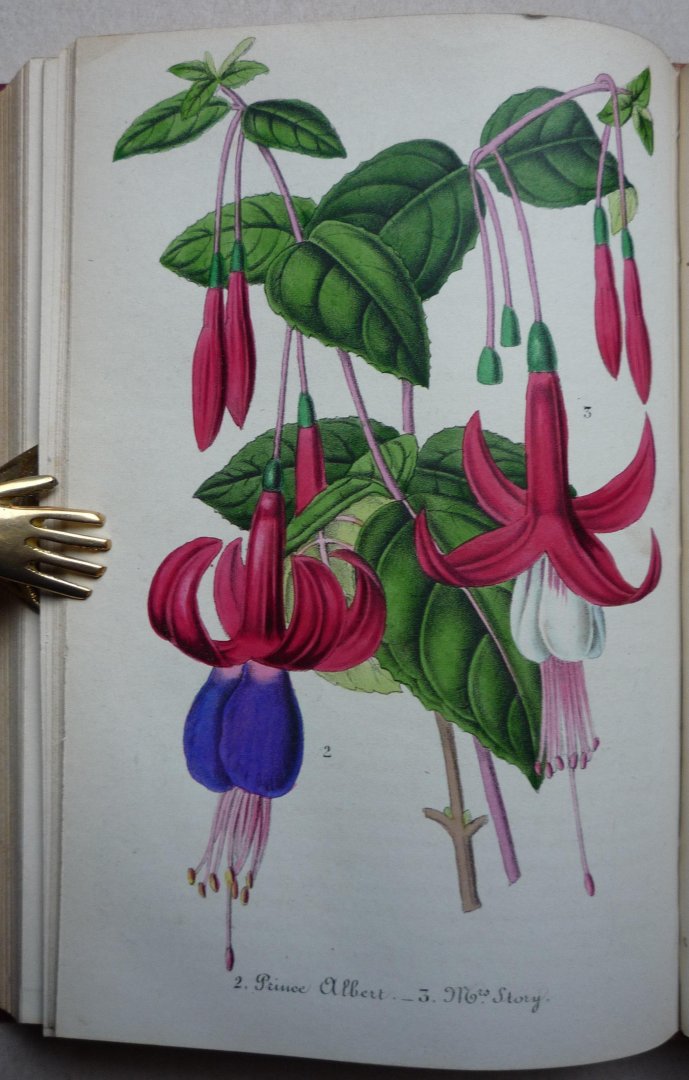 Scheidweiler, M. & Ysabeau, M - Journal d'Horticulture Pratique de La Belgique, ou Guide des Amateurs et Jardiniers (8 Vols.)
