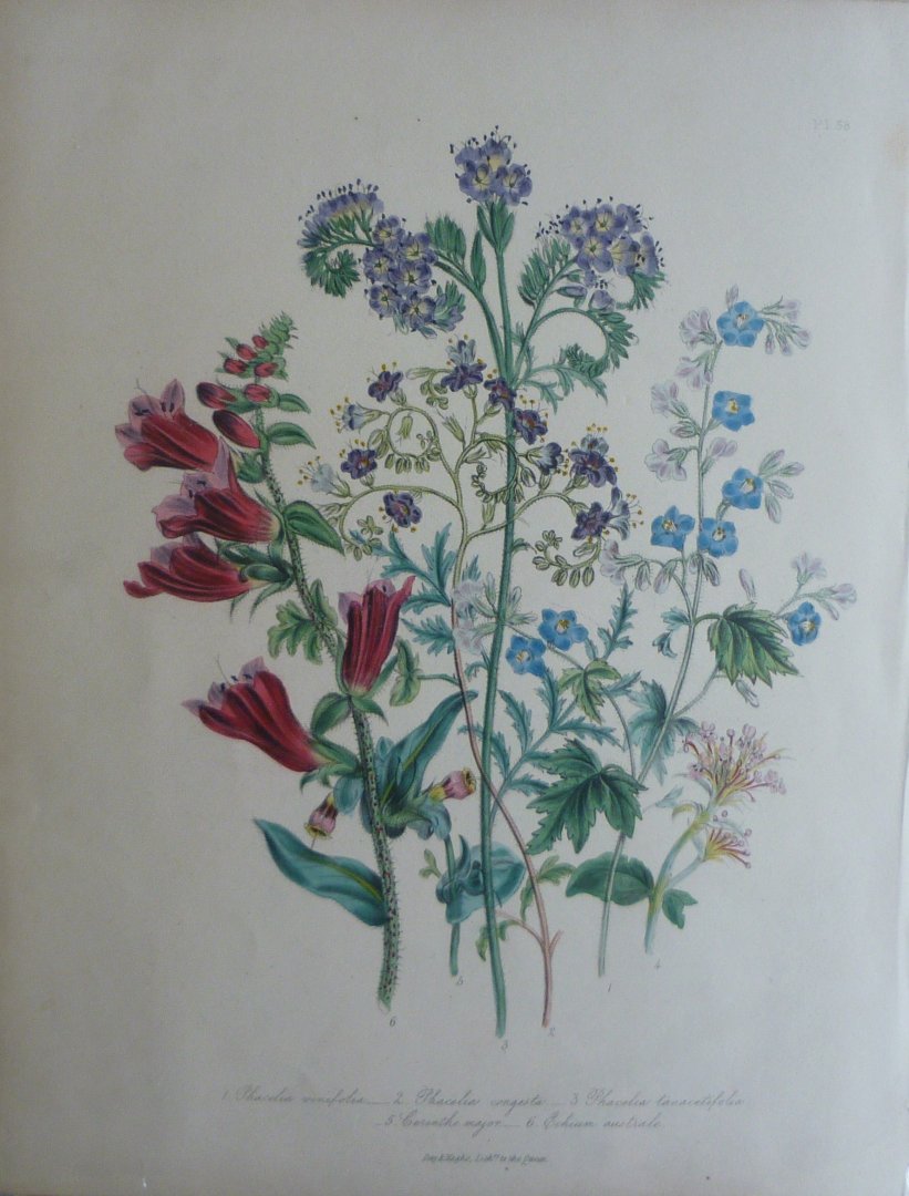 Loudon, Jane Webb - The Ladies' Flower Garden Originele litho Pl 38