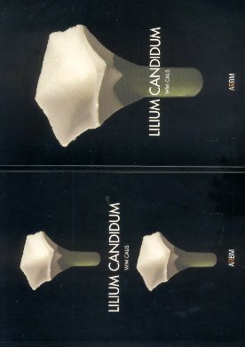Caus, Wim / Stroeve, Lans - Lilium Candidum (2 delen in cassette)