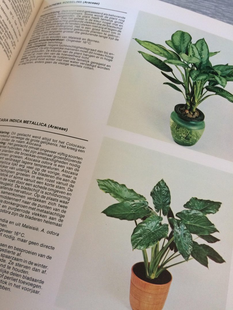 Pizetti - Handboek van kamerplanten cactussen / druk 1