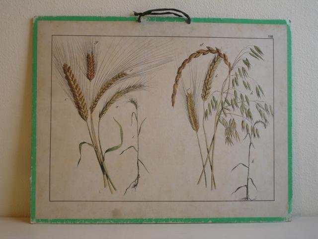 No name. - Educational Print.