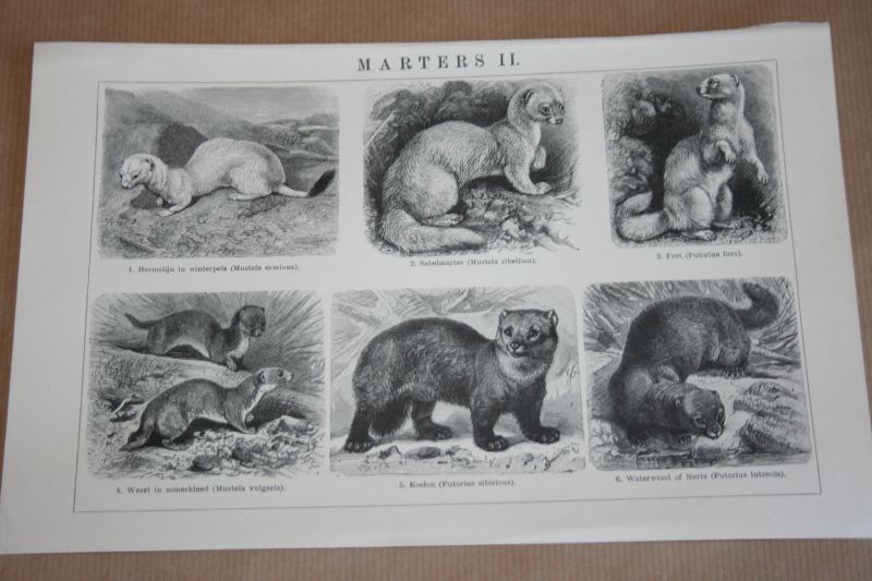  - 2 oude prenten - Marters - circa 1900