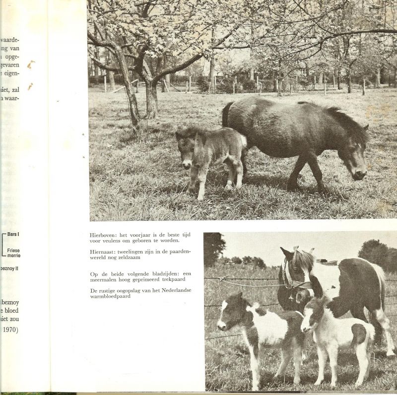 Slob Wouter tekening van Jaap Veenendaal met foto's van Ir.W.F.van Heemskerck - Düker...De koper behoeft wel duizend ogen de verkoper maar een - Het fokken van paarden en pony's  [leuk artikel uit de boederij 1969] en 24 foto's, 8 tekeningen, 25 hoofdstukvignetten, 52 brandmerken, 12 tabellen en formulieren ... Geschiedenis van de paardenfokkerij, bloedgroepen, cromosomen en hormonen - fokker
