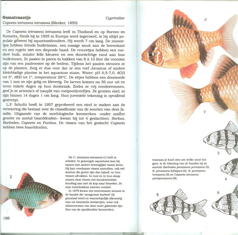 Petrovicky, Ivan en Ladislav  Pros .. Omslagontwerp Ton Wienbelt - Aquariumvissen. Een beschrijving van meer dan 100 soorten aquariumvissen, met vele illustraties in kleur een reis door de Natuur