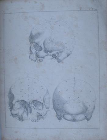 antique print (prent) - Schedels. Skulls. Anatomical print.