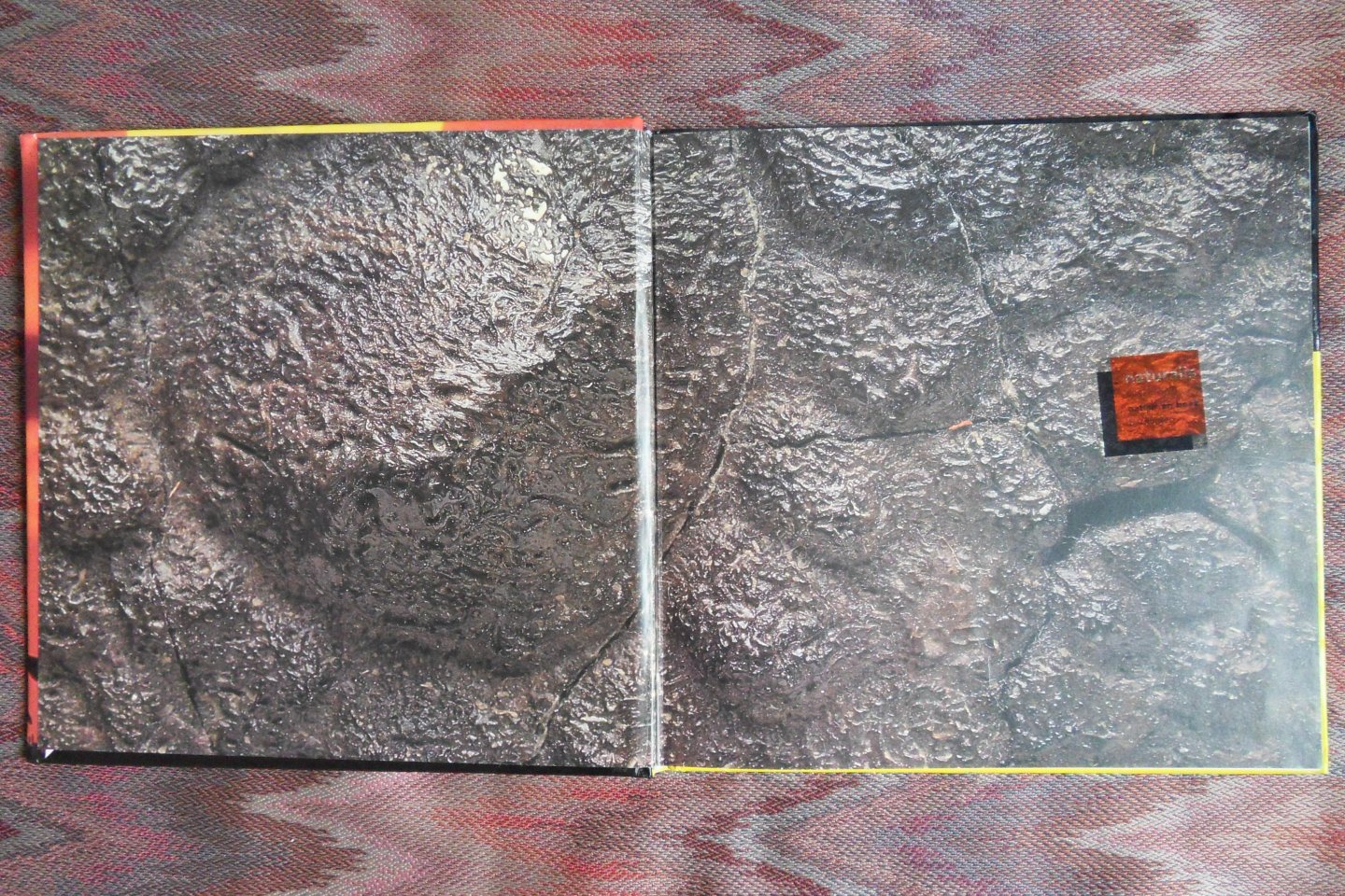 Johnson, Jinny. - De prehistorie verklaard. - Een beginnersboek over de wereld van de dinosaurussen.