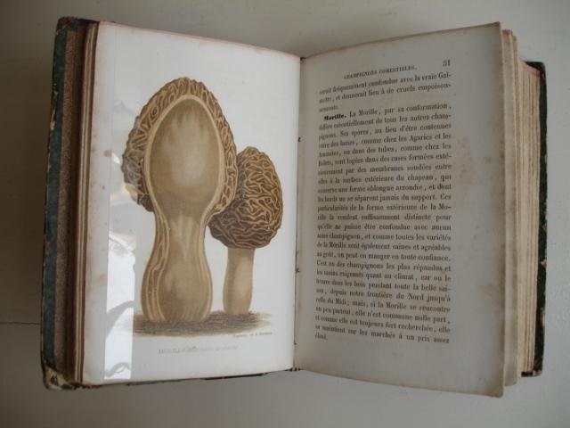 Ysabeau, A. and J. Remy. - Le jardinage ou l'art de créer et de bien tenir un jardin, par A. Ysabeau. Champignons et truffes, par J. Remy. Jardinier des fenêtres des appartements et des petits jardins, par J. Remy. In one volume.