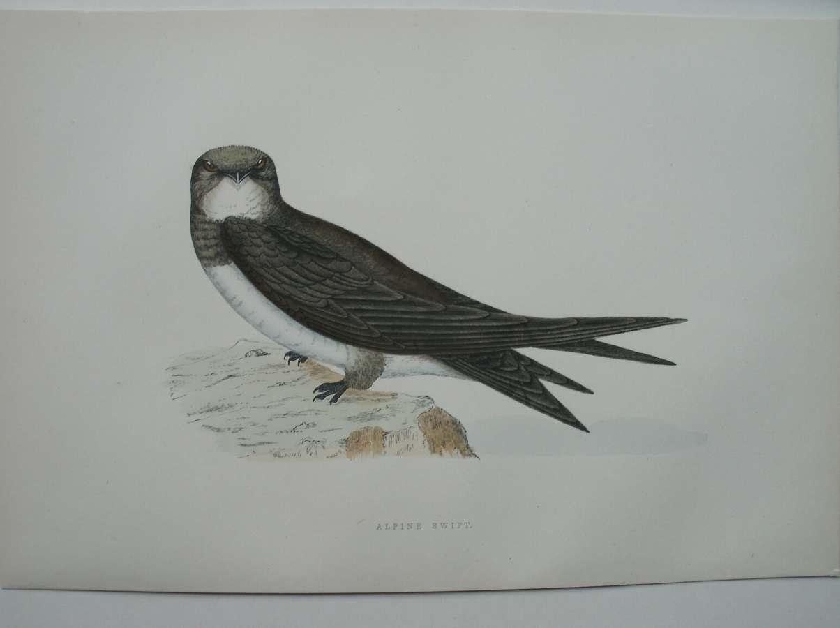 antique bird print. - Alpine Swift. Antique bird print. (Apus Melba). Alpengierzwaluw.