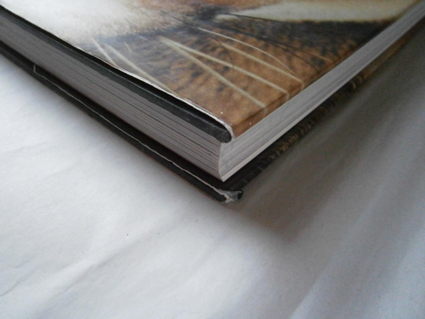 Lanting, Frans, Christine Eckstrom - Oog in oog