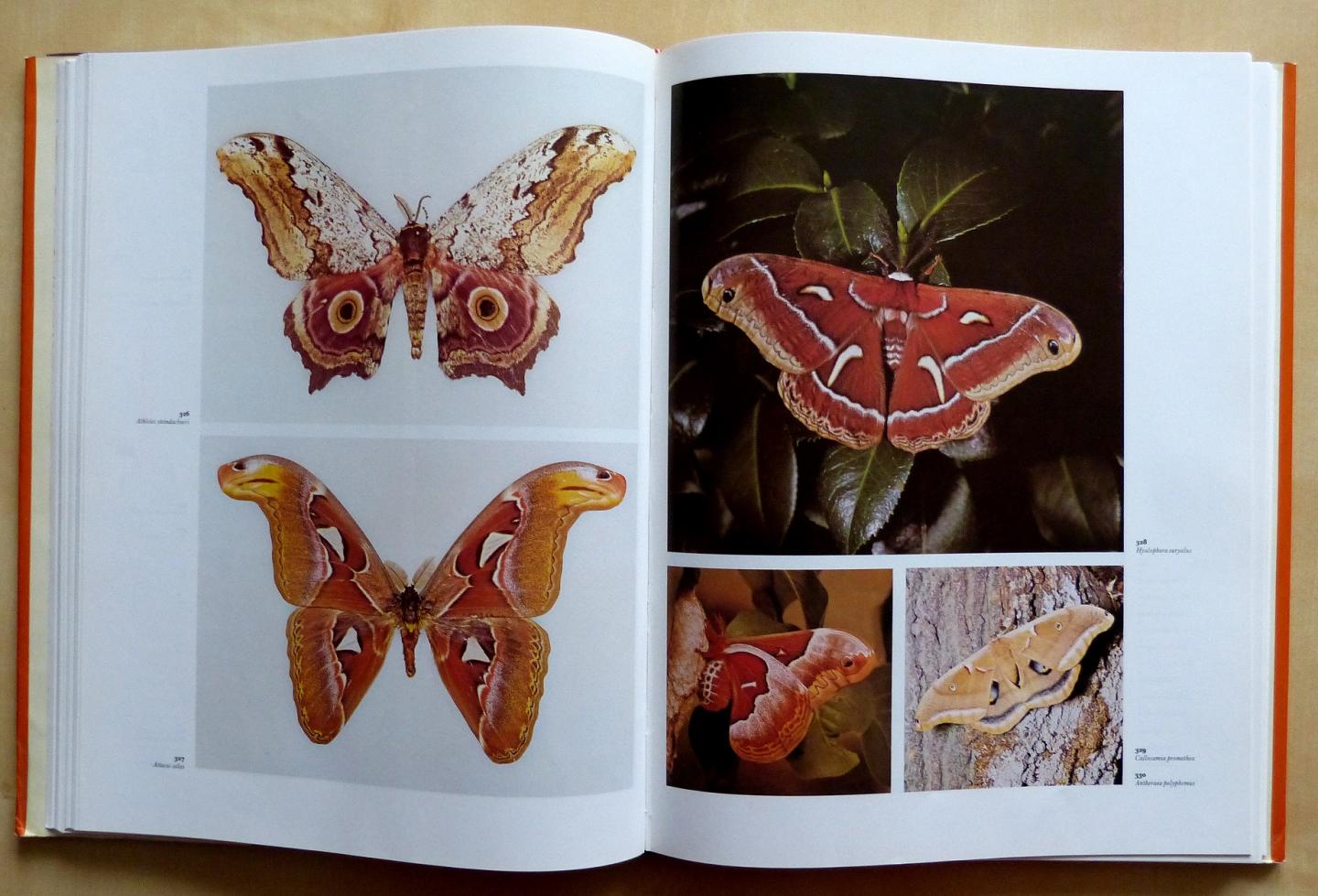Watson, Allan - Paul E.S. Whalley - The dictionary of Butterflies & Moths in color