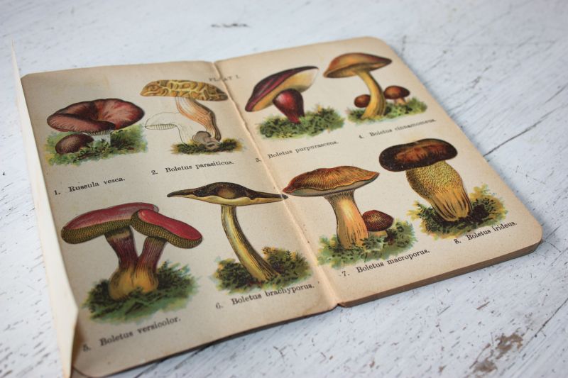  - Practische Zakboekjes voor Natuurvrienden VERGIFTIGE PADDESTOELEN