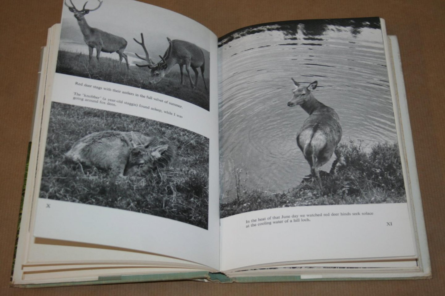 Lea MacNally - Highland Deer Forest