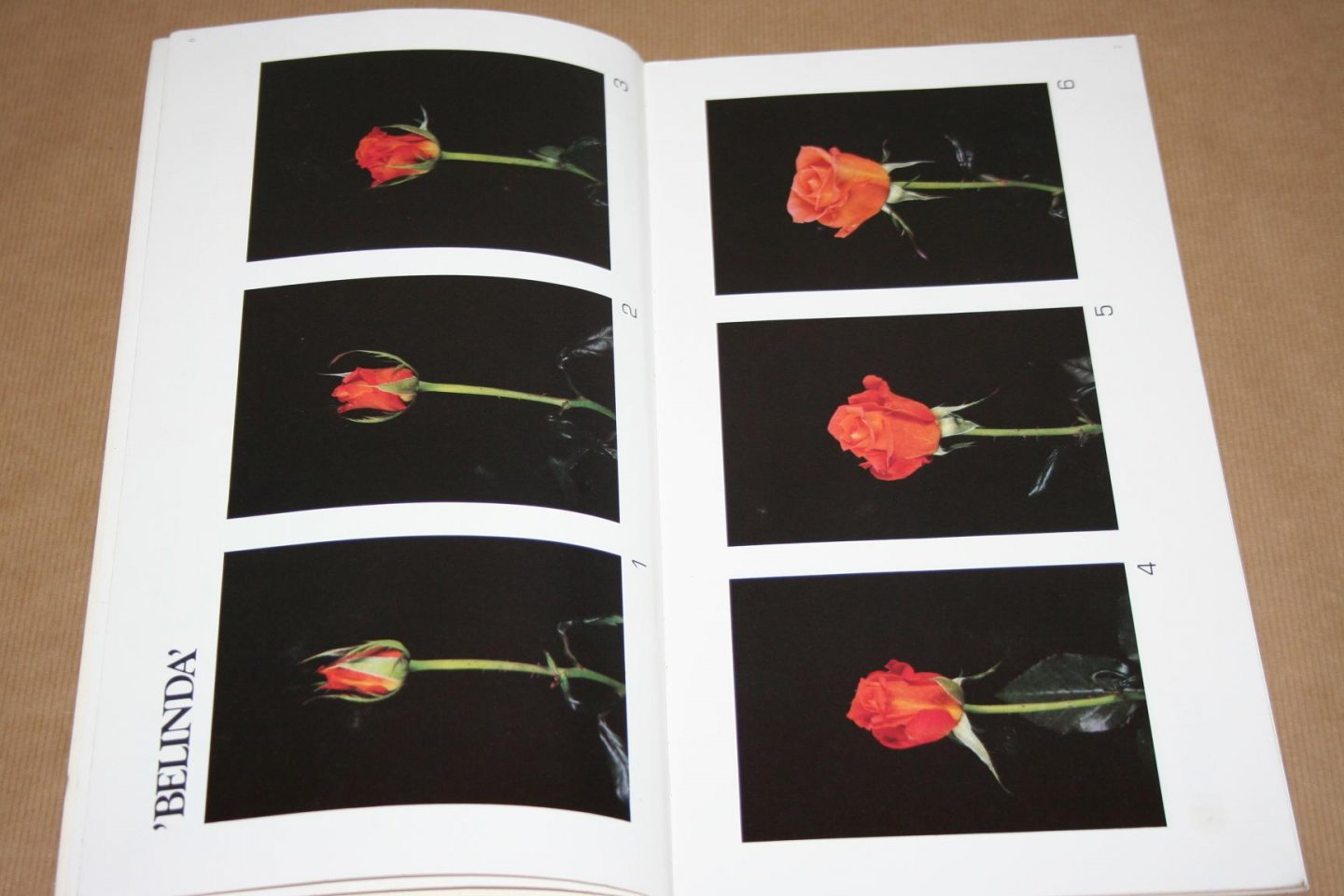  - Catalogus  Holland Flower   (Rozen, tulpen enz.)