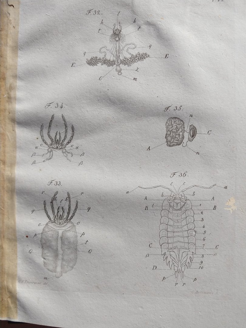 Treviranus, Gottfried Reinhold und Treviranus, Ludolf Christian. - Vermischte Schriften anatomischen und physiologischen Inhalts. Abhandlungen über den innern bau der ungeflugelte insekten