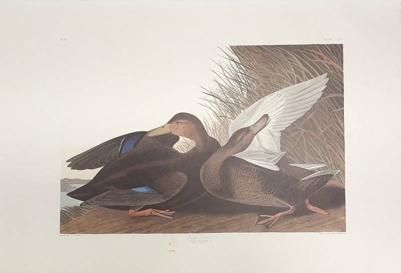 AUDUBON, JOHN JAMES. - DUSKY DUCK.  Plate CCCII. From Audubon's THE BIRDS OF AMERICA. [PROOF PRINT}