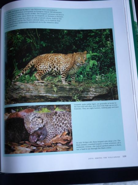 Sharp, Ilsa & Alain Compost - Green Indonesia, Tropical Forest Encounters