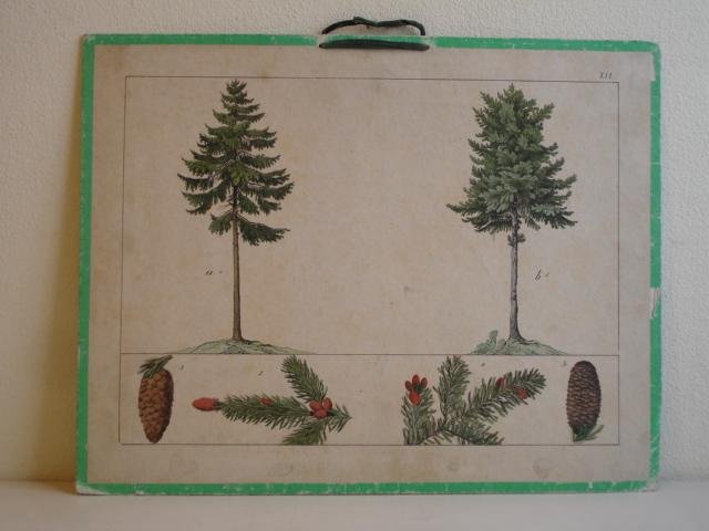 No name. - Educational Print.