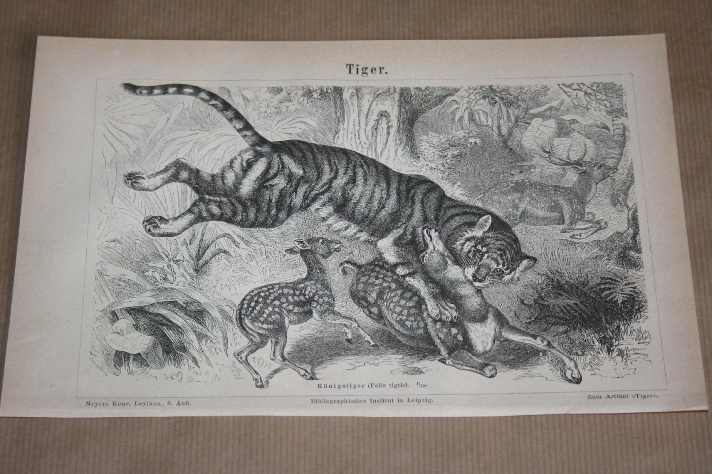  - Antieke prent - Tijger - Circa 1875