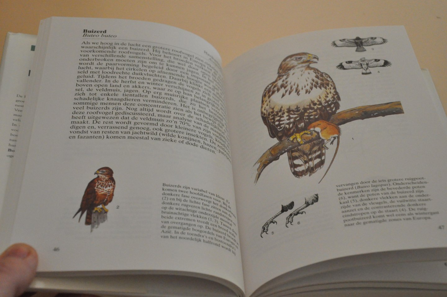 Vasak, Pavel - Bosvogels