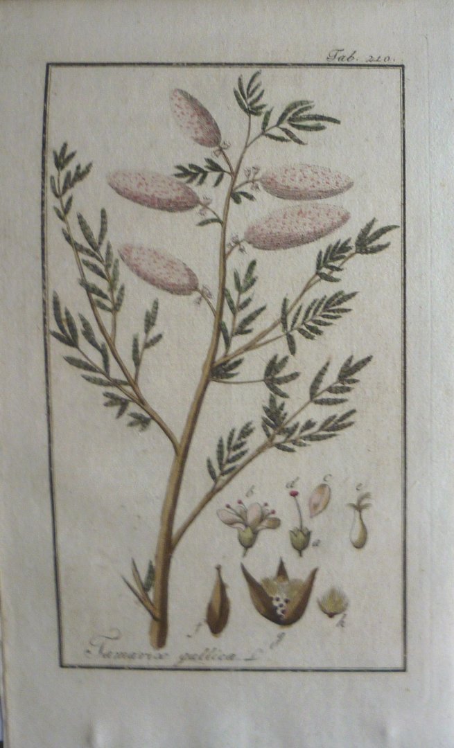 Zorn, J. - Tamarix gallica Tab. 210 Originele handgekleurde kopergravure