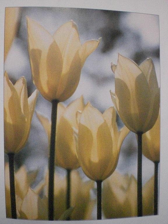 Hans van der Sloot - Tulp 400 jaar / druk 1