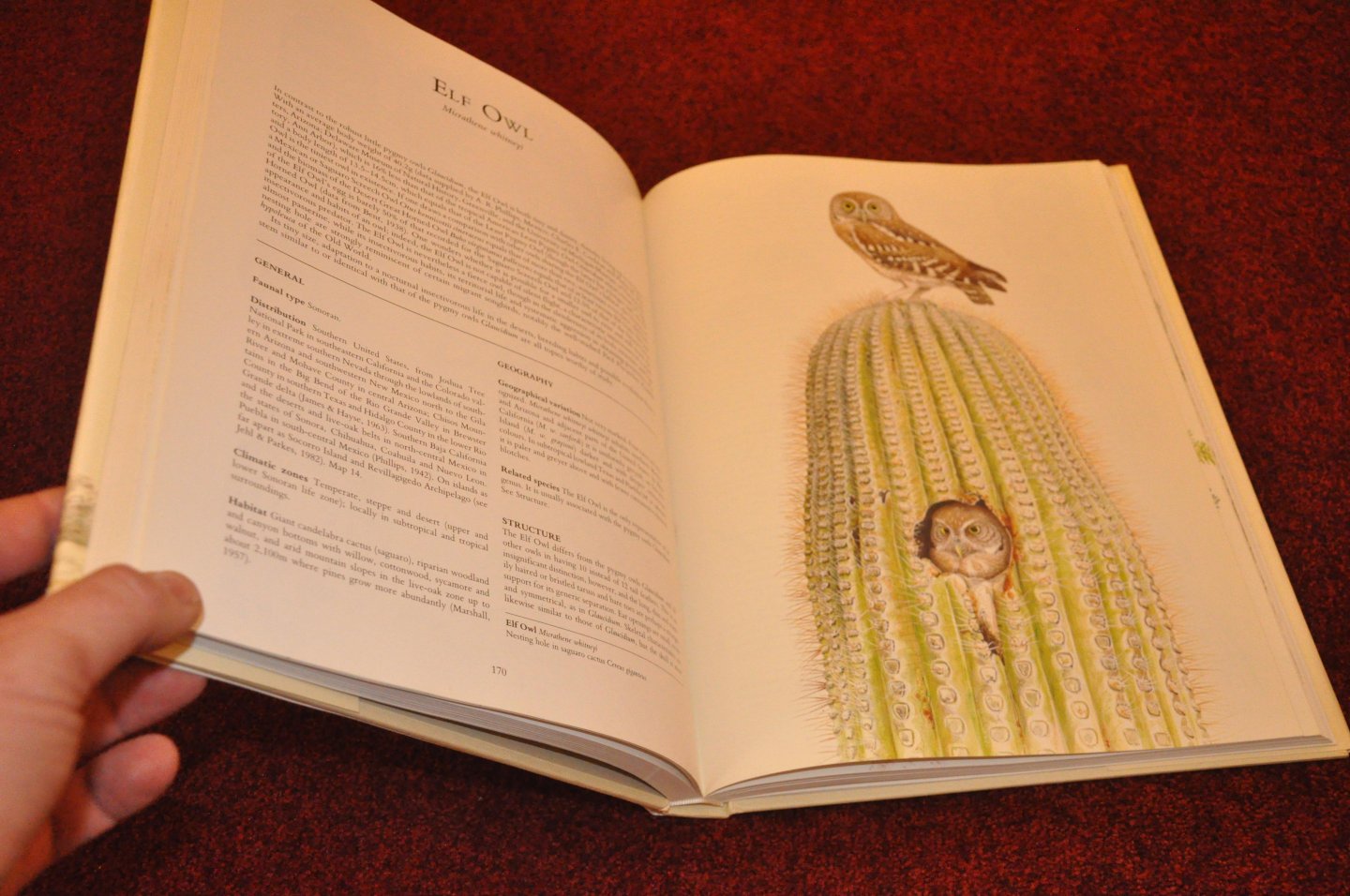 Voous, Karel H. - Owls of the Northern Hemisphere