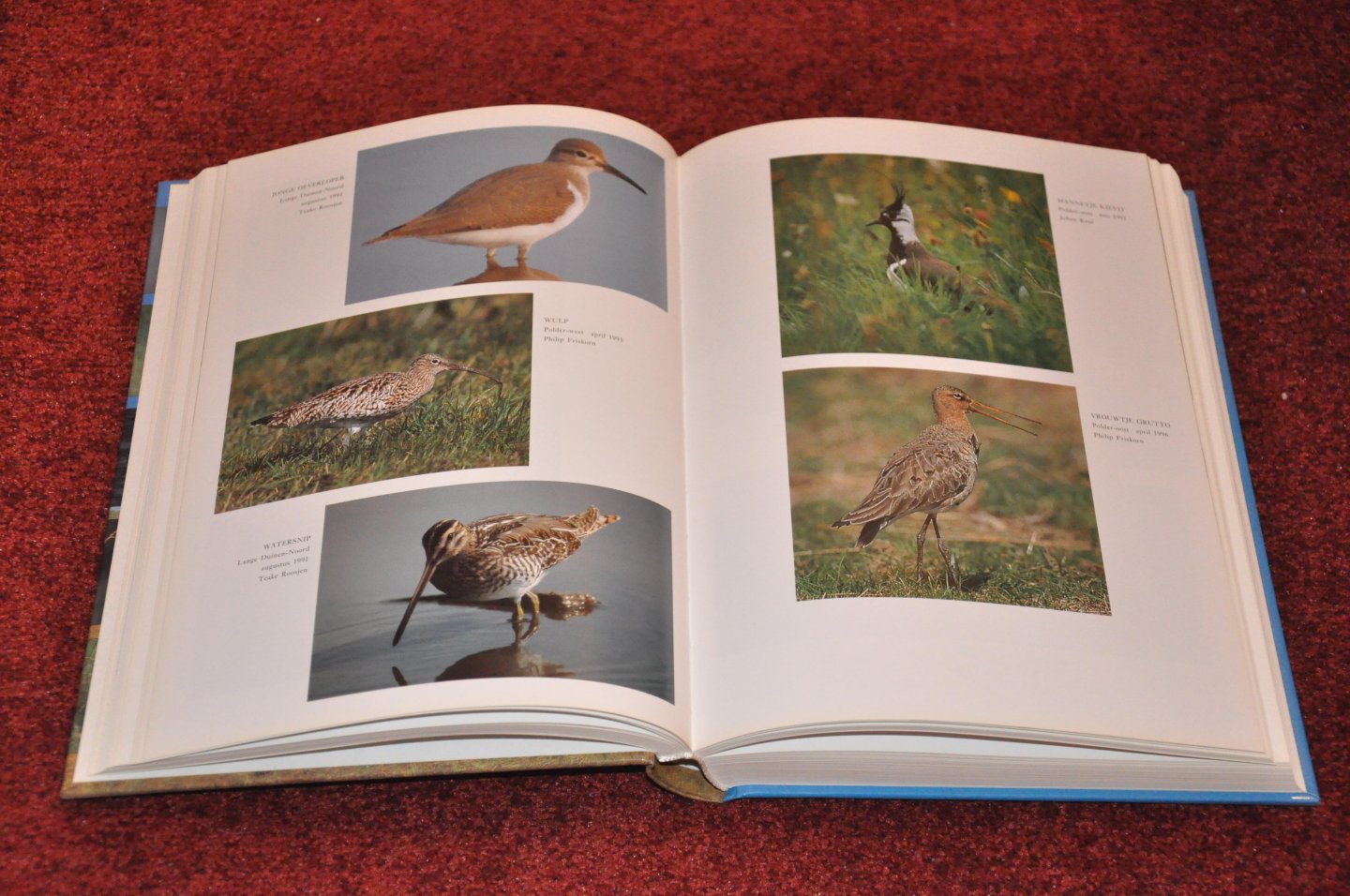 Versluys, Michiel  /  e.a. - Vogels van Ameland