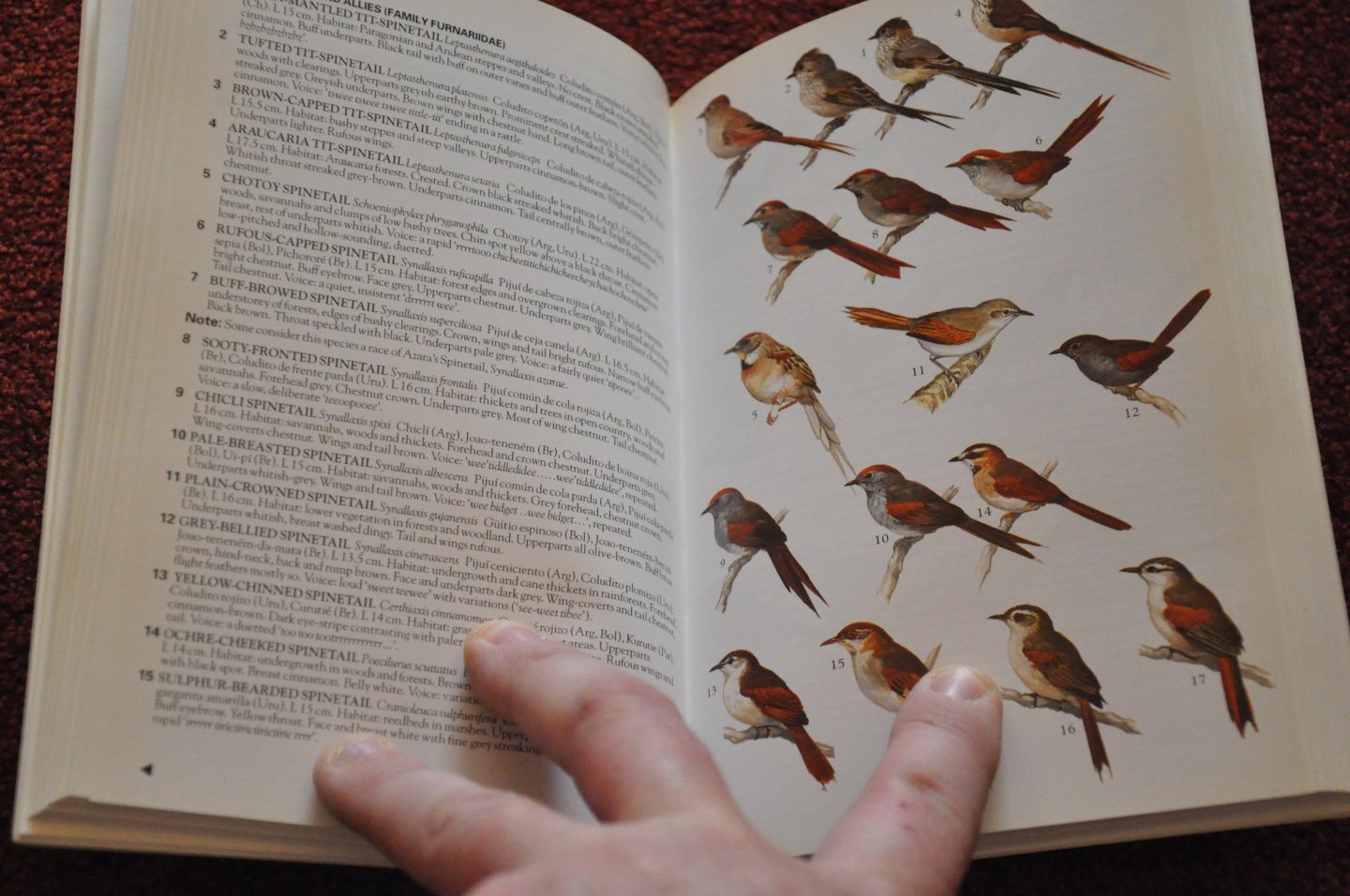 Martín R. de la Peña and Maurice Rumboll - Collins Illustrated Checklist. Birds of Southern South America and Antarctica