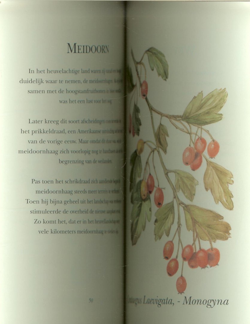 Dijken, Miek van  en  Leon Willems - De Stalkaars en andere Plantenverhalen