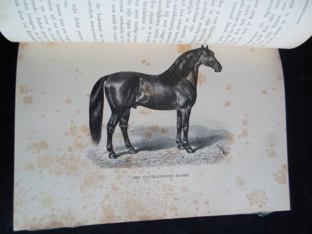 Quadekker, E.A.L. - Het Paardenboek, deel 2, Een geïllustreerd handboek voor iederen bezitter en liefhebber van paarden